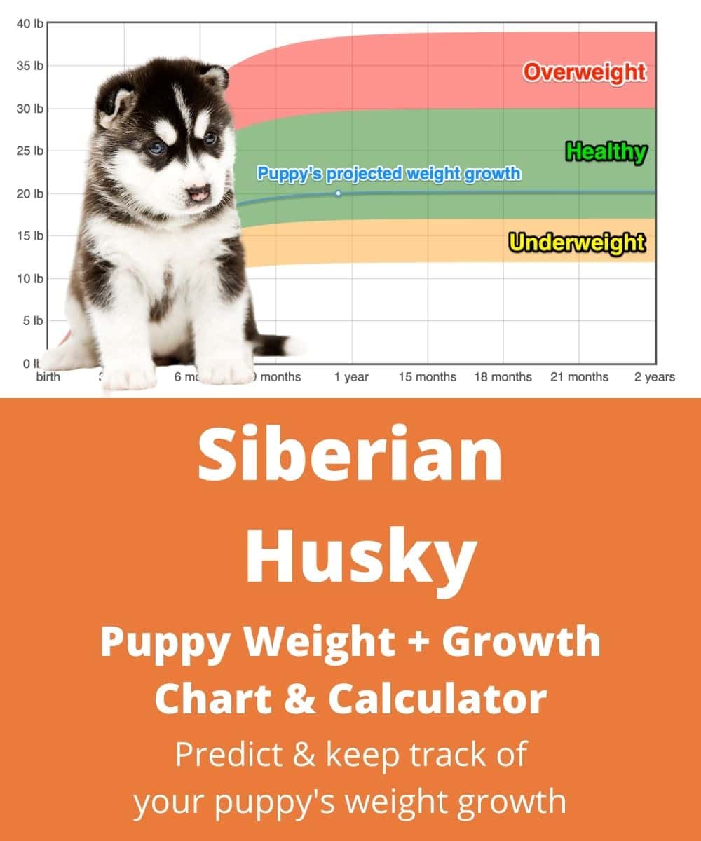 siberian-husky Puppy Weight Growth Chart